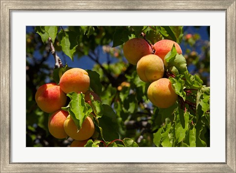 Framed Agriculture, Apricot orchard, South Island, New Zealand Print