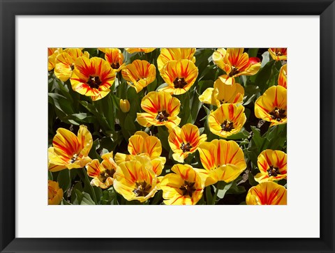 Framed Close up of Tulips, West Otago, South Island, New Zealand Print