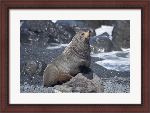 Framed Fur Seal, Ngawi, Wairarapa, North Island, New Zealand Print