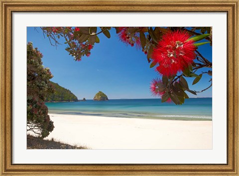 Framed Pohutukawa Tree in Bloom and New Chums Beach, North Island, New Zealand Print