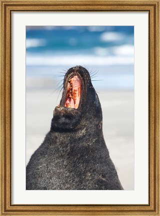 Framed Sea Lion, Sandfly Bay, Otago, South Island, New Zealand Print