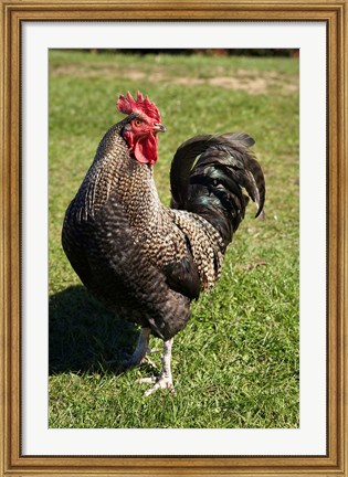 Framed Wild Chicken, Farm animal, Port Chalmers, New Zealand Print