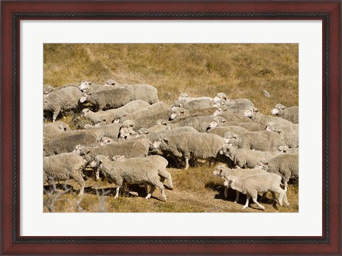 Framed Farm animals, Sheep herd, South Island, New Zealand Print