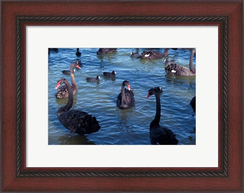 Framed Australia, Perth, Bibra Lake Black Swans Print