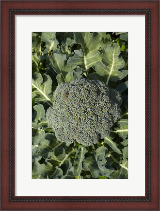 Framed Broccoli growing in the garden Print
