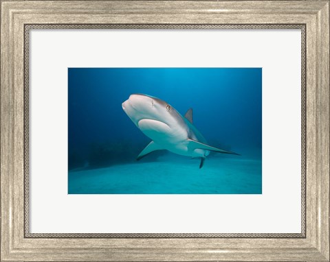 Framed Bahamas, Freeport, Caribbean Reef Shark swimming Print