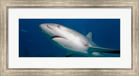 Framed Bahamas, New Providence Island, Caribbean Reef Sharks Print