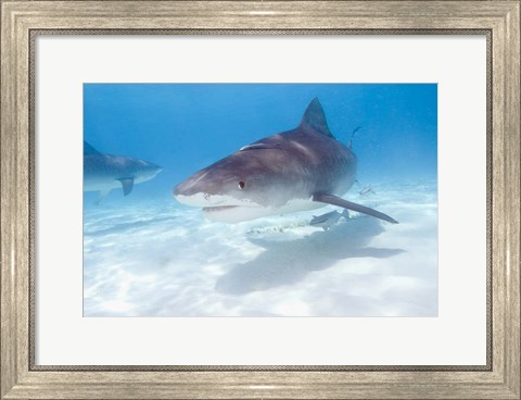 Framed Tiger Sharks, Northern Bahamas Print