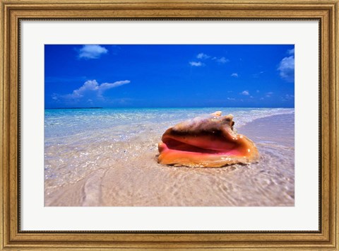 Framed Conch at Water&#39;s Edge, Pristine Beach on Out Island, Bahamas Print