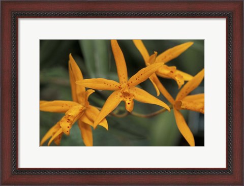 Framed Orange Orchids, Barbados, Caribbean Print