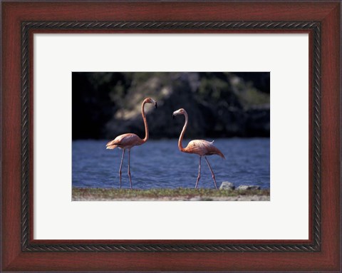 Framed Pink Flamingos on Lake Goto Meer, Bonaire, Caribbean Print