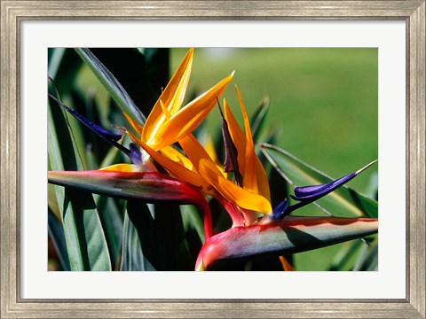 Framed Bird of Paradise in Bermuda Botanical Gardens, Caribbean Print