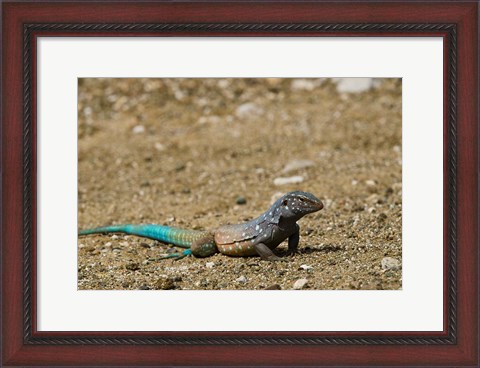 Framed Bonaire Whiptail Lizard, Bonaire, Netherlands Antilles Print