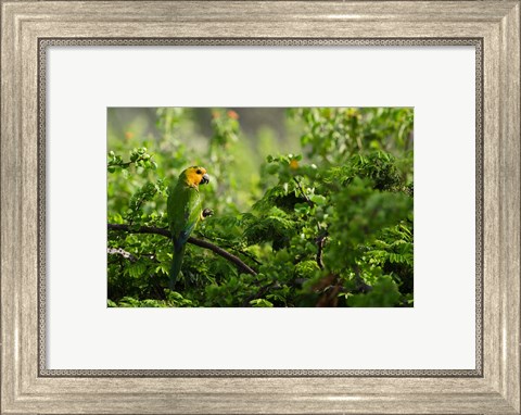 Framed Caribbean Parakeet tropical bird, Netherlands Antilles Print