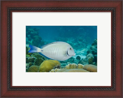 Framed Ocean Surgeonfish, Bonaire, Netherlands Antilles Print