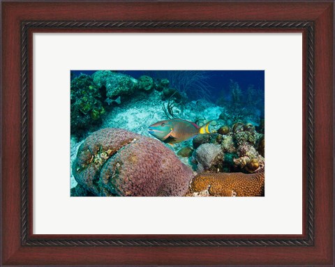 Framed Stoplight Parrotfish, Bonaire, Netherlands Antilles Print