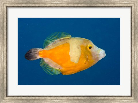 Framed Whitespotted File fish Orange Phase, Bonaire, Caribbean Print