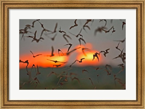 Framed Mexican Free-Tailed Bats, Concan, Texas, USA Print