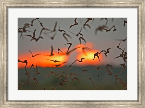 Framed Mexican Free-Tailed Bats, Concan, Texas, USA Print