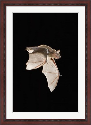 Framed Evening Bat leaving Day roost in tree hole, Texas Print