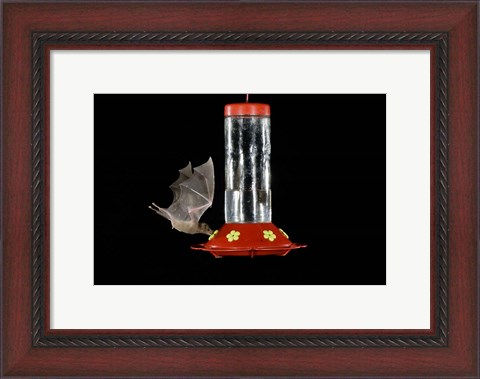 Framed Lesser Long-nosed Bat feeding, Tuscon, Arizona Print