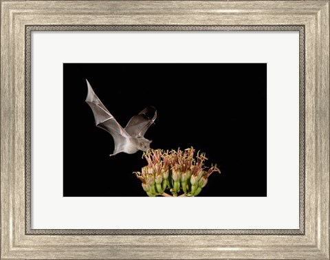 Framed Mexican Long-tongued Bat, Agave Blossom, Arizona Print