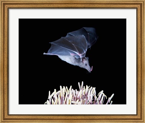 Framed Leafnosed fruit bat, agave, Tucson, Arizona, USA Print