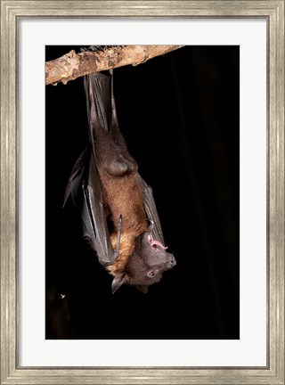 Framed USA, Pennsylvania, Giant Fruit Bat Print