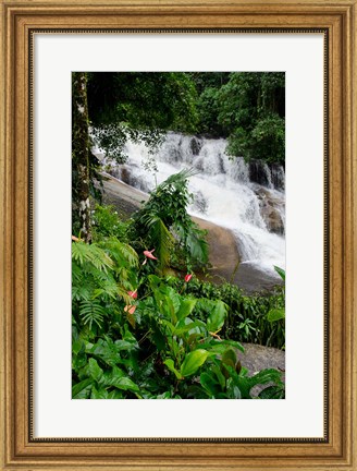 Framed Rainforest waterfall, Serra da Bocaina NP, Parati, Brazil (vertical) Print