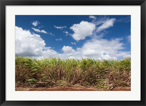 Framed Cuba, Jaguey Grande, sugar cane agriculture Print