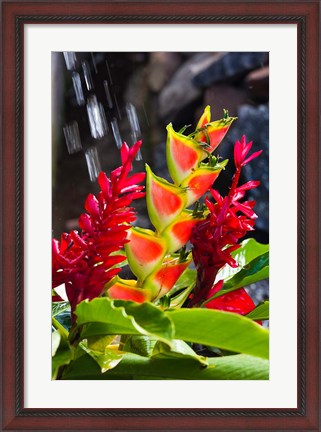 Framed Dominica, Roseau, heliconia, red ginger flowers Print