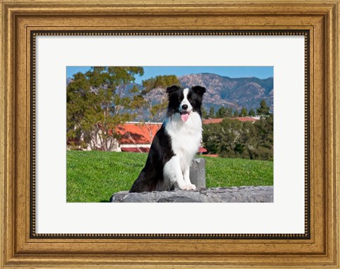 Framed Border Collie dog sitting Print