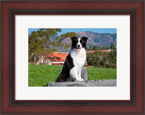 Framed Border Collie dog sitting Print