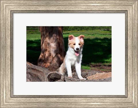 Framed Border Collie puppy dog  by a tree Print