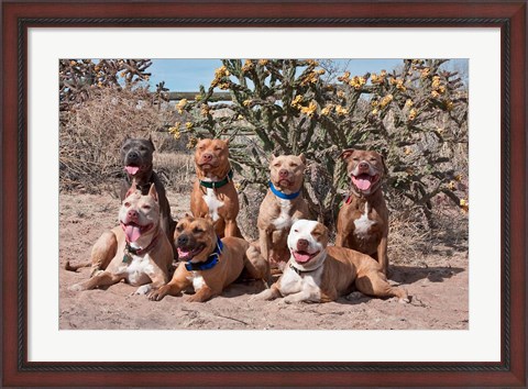 Framed American Pitt Bull Terrier dogs, cactus Print
