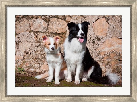 Framed adult Border Collie dog with puppy Print