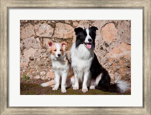 Framed adult Border Collie dog with puppy Print