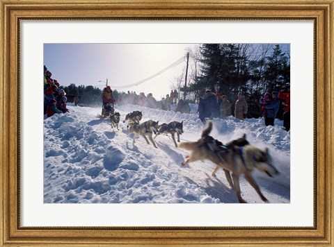 Framed Sled Dog Team Starting Their Run on Mt Chocorua, New Hampshire, USA Print