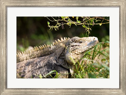 Framed Iguanas (Lizard), Cayman Islands, Caribbean Print