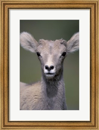 Framed Bighorn Sheep, Banff National Park, Alberta, Canada Print