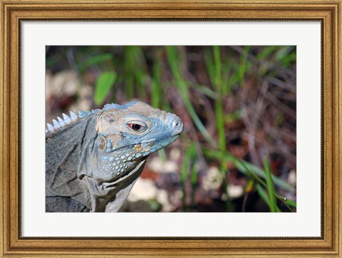 Framed Iguana lizard, Queen Elizabeth II Park, Grand Cayman Print