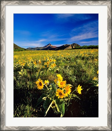 Framed Balsamroot along the Rocky Mountain Front, Waterton Lakes National Park, Alberta, Canada Print