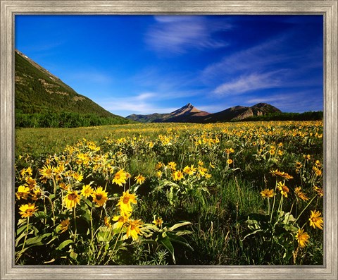 Framed Arrowleaf balsomroot covers the praire, Waterton Lakes National Park, Alberta, Canada Print