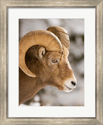 Framed Bighorn sheep, Maligne Canyon, Jasper NP, Alberta Print