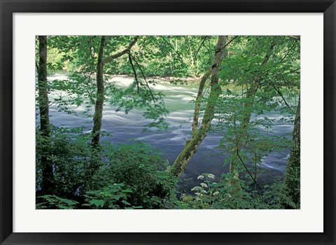 Framed Trees and Ferns on Banks of Campbell River, Vancouver Island, British Columbia Print