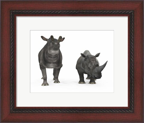 Framed adult Brontotherium compared to a modern adult White Rhinoceros Print