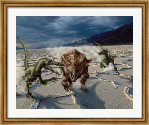 Framed Velociraptors chase a Bagaceratops in a prehistoric desert Print