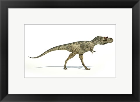 Framed Albertosaurus Dinosaur on White Background Print