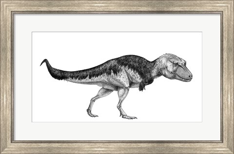 Framed Black Ink Drawing of Lythronax Argestes Print