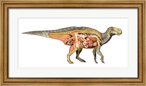 Framed Internal anatomy of an Iguanodon dinosaur Print